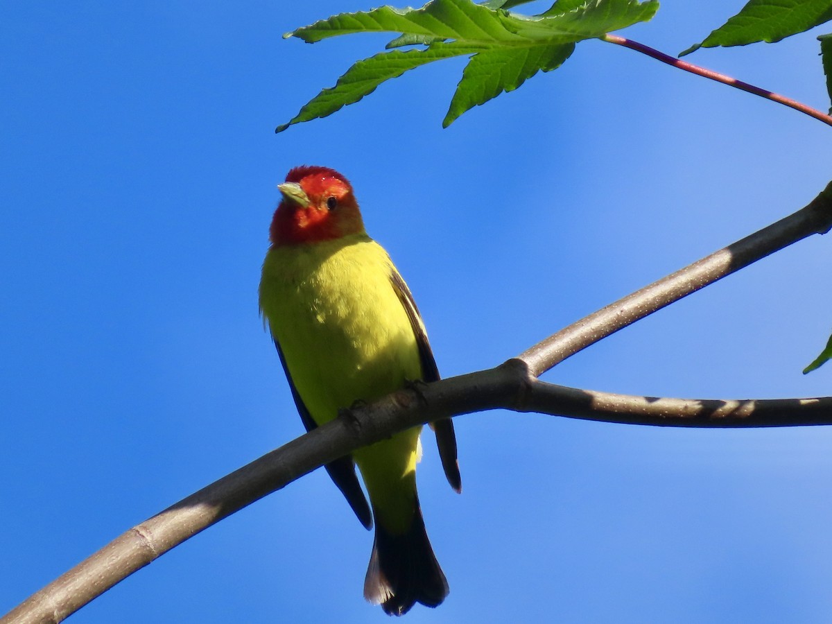 Western Tanager - ML619178687