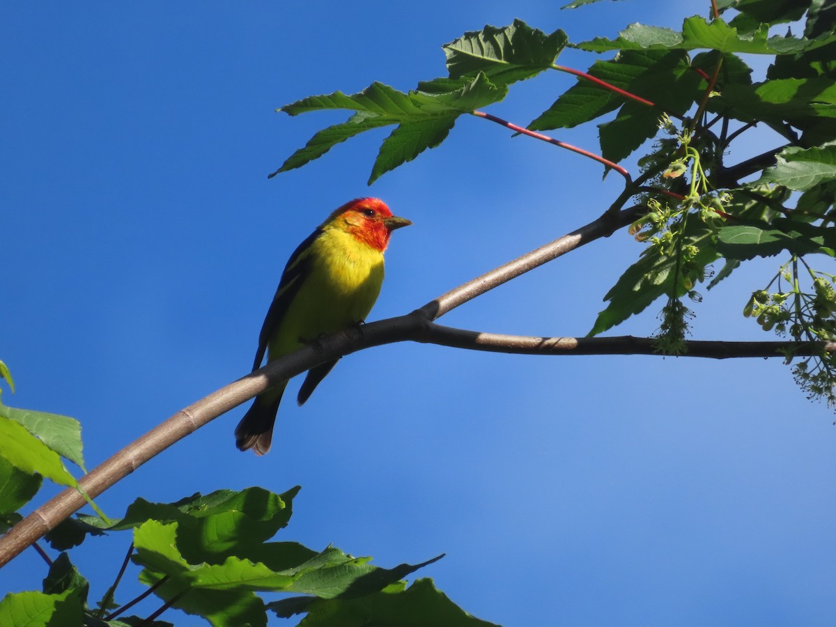 Western Tanager - ML619178688