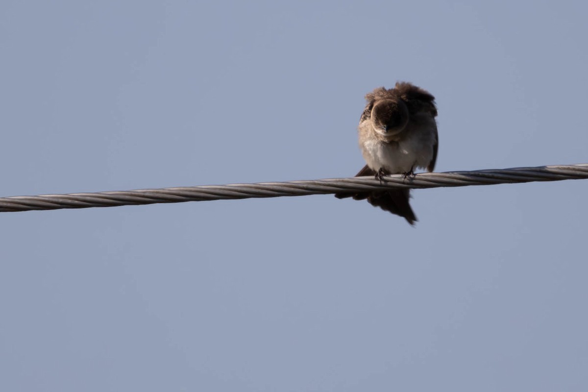 Northern Rough-winged Swallow - Andres Leon-Reyes