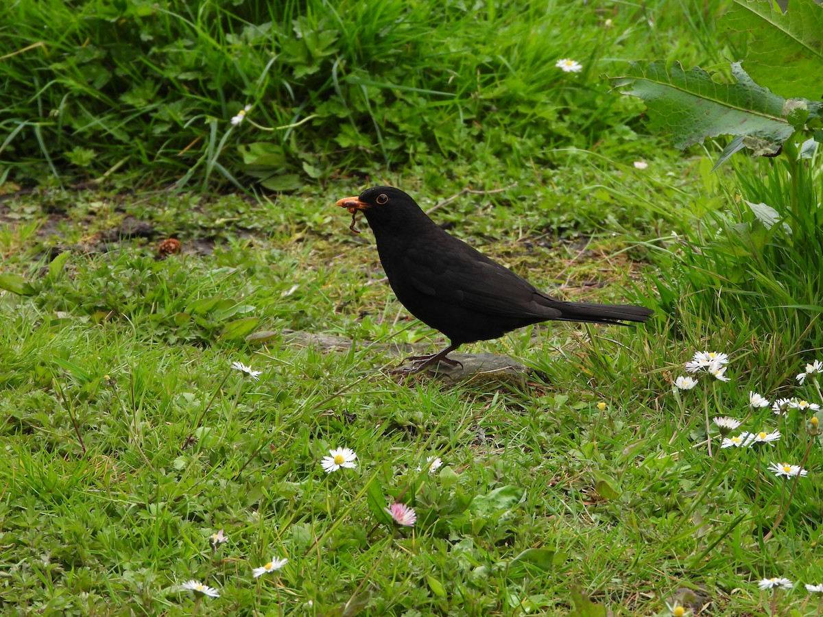 Eurasian Blackbird - Haydee Huwel