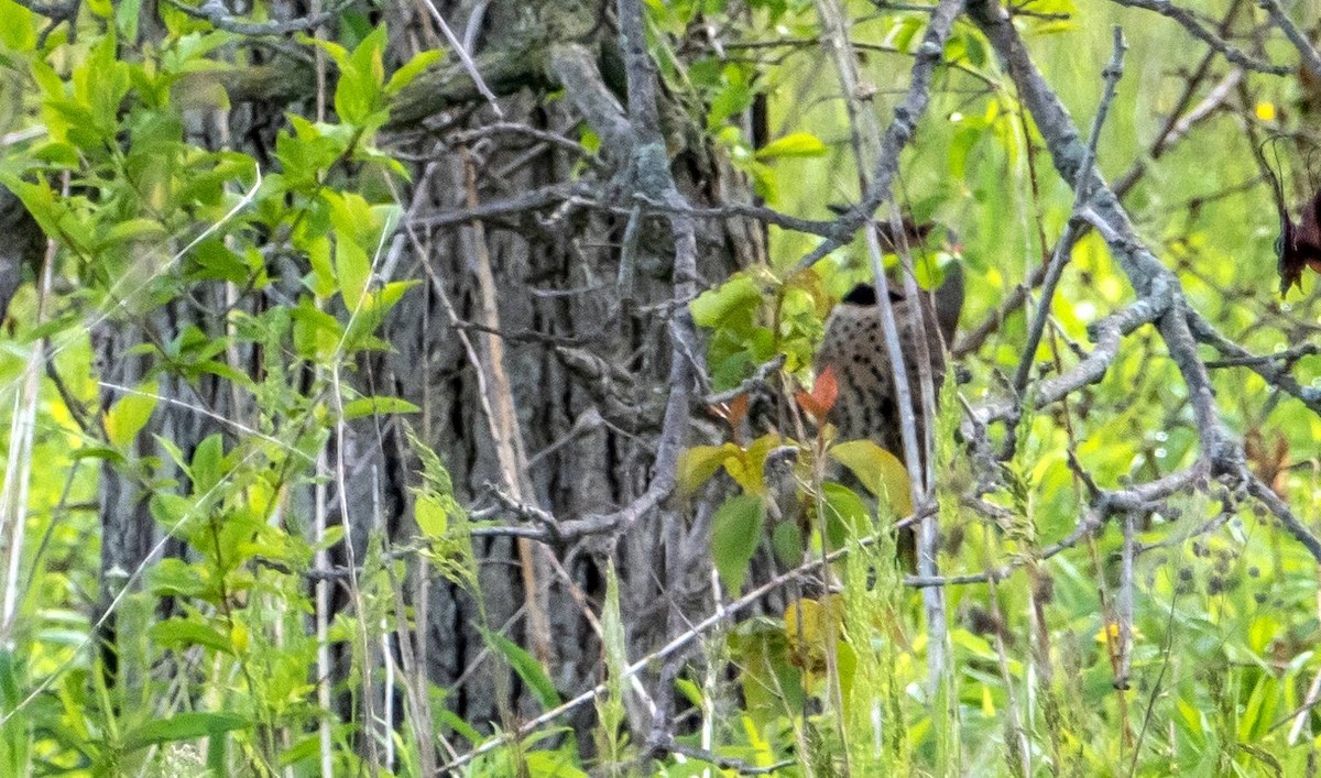 Northern Flicker - ML619178742