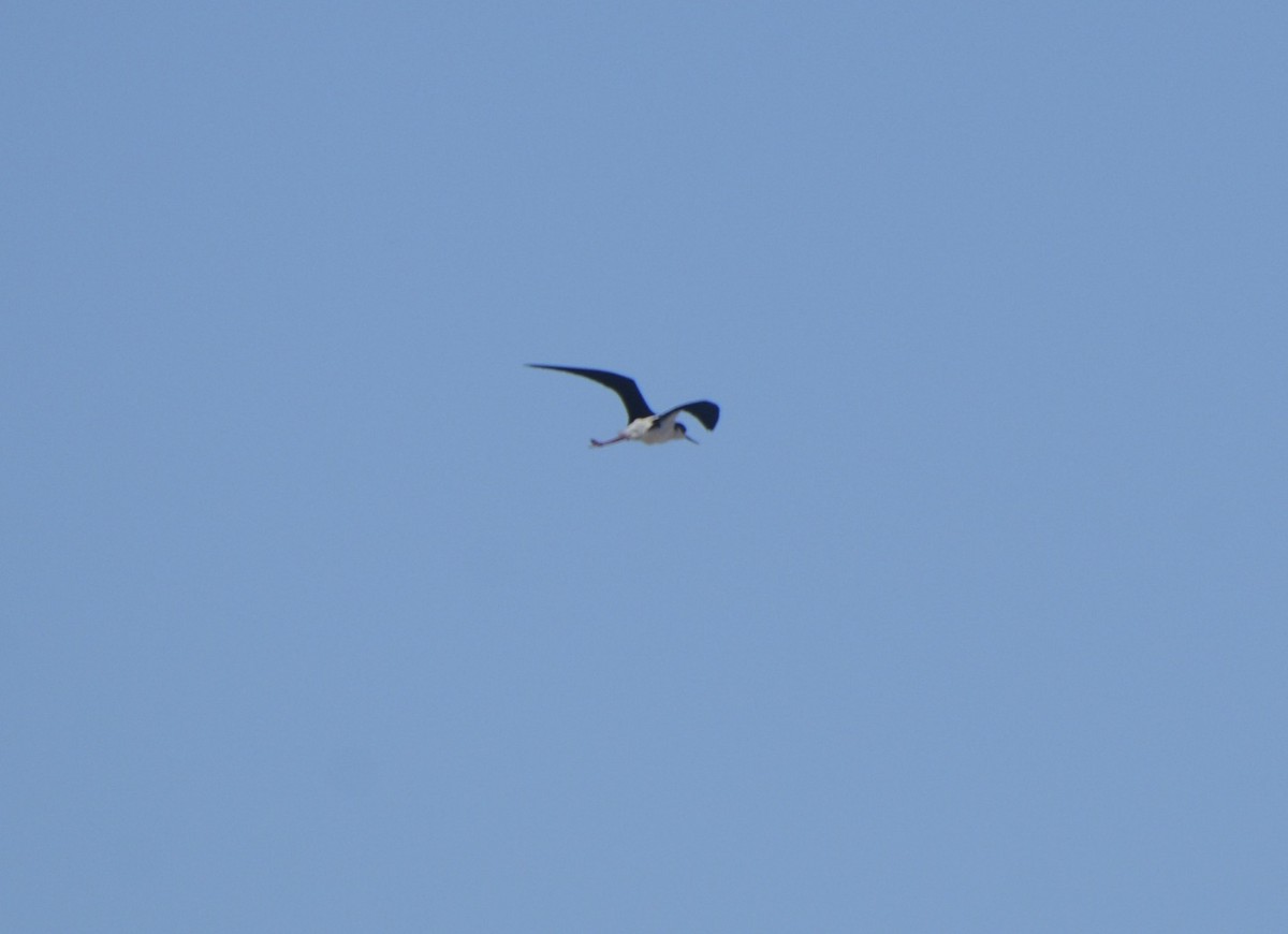 Black-necked Stilt - ML619178750