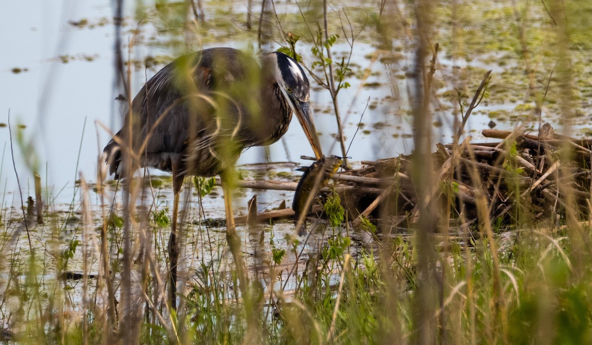 Great Blue Heron - Matt M.