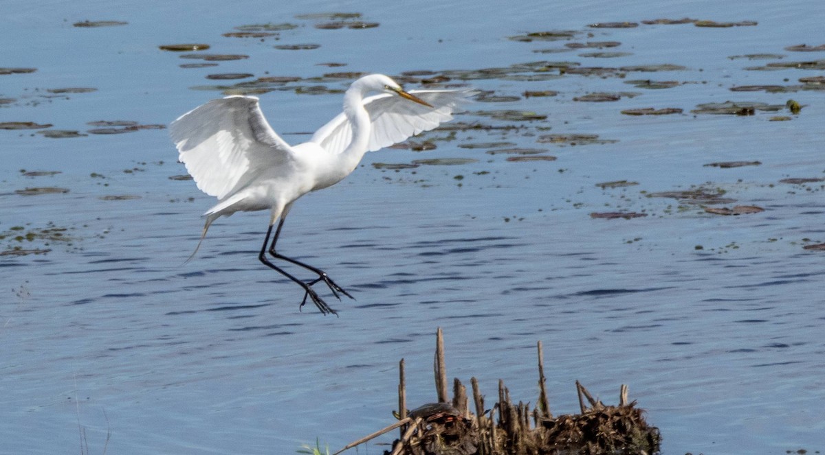 Great Egret - Matt M.