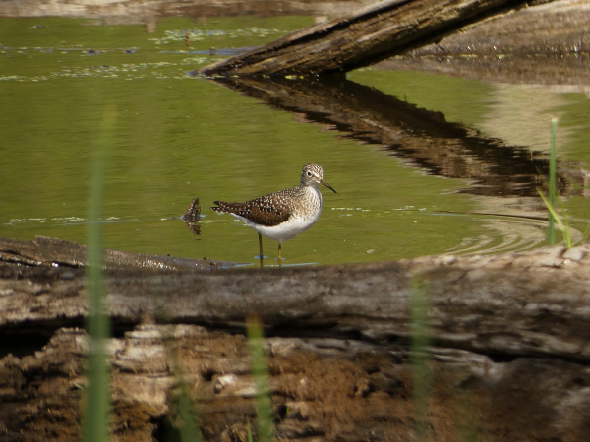 Solitary Sandpiper - ML619178798