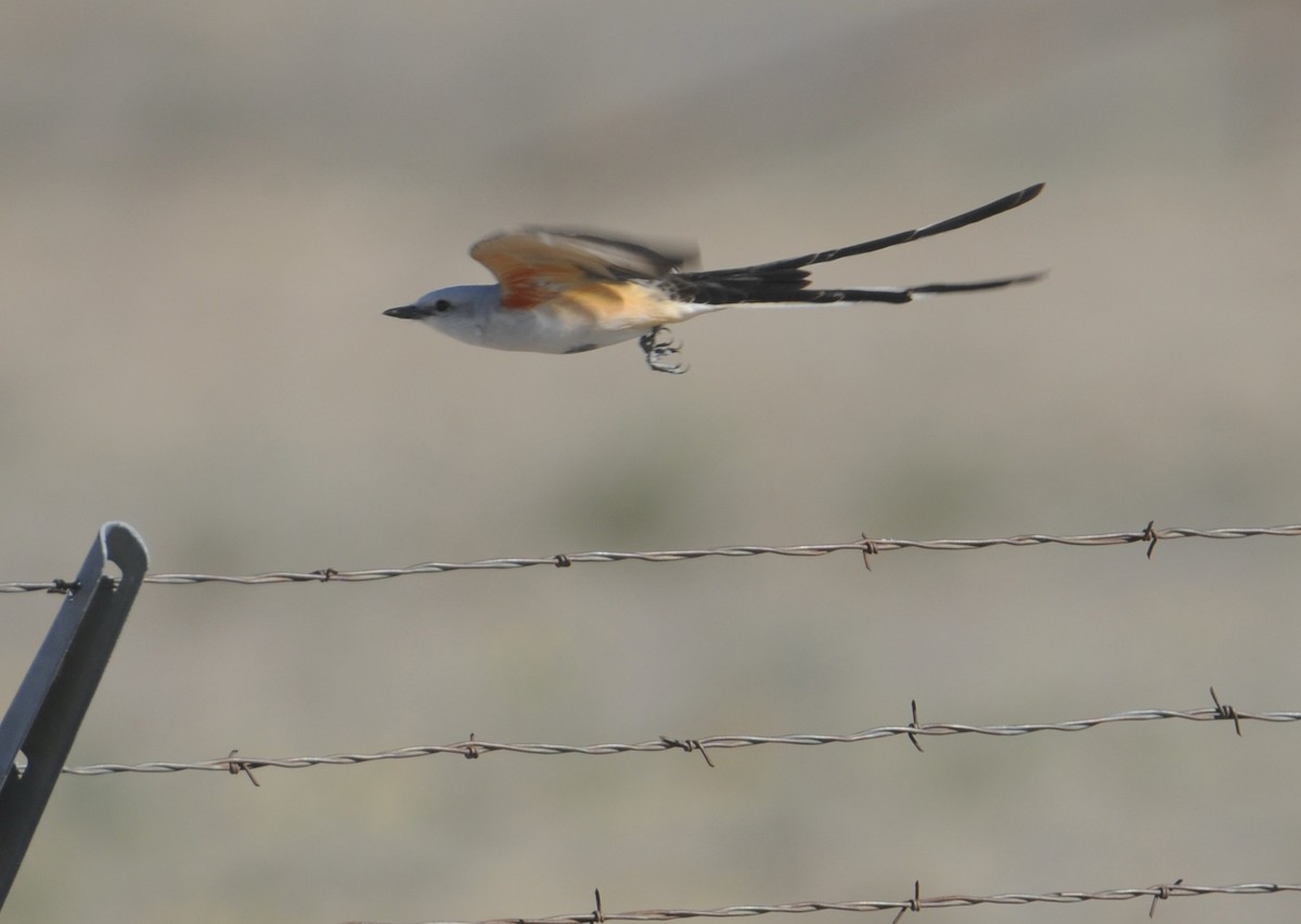 Scissor-tailed Flycatcher - Donna L Dittmann