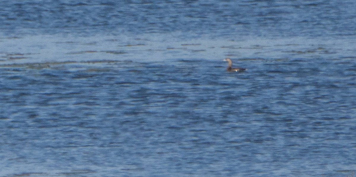 Pied-billed Grebe - Matt M.