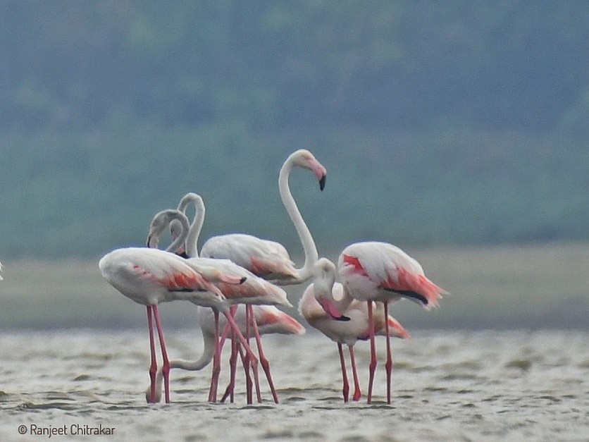 Greater Flamingo - Ranjeet Chitrakar