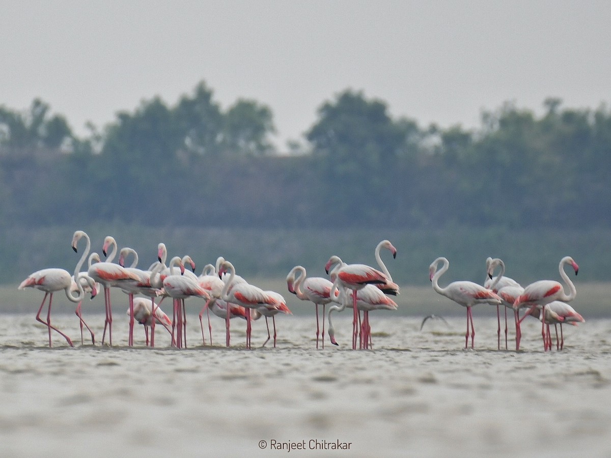 Greater Flamingo - Ranjeet Chitrakar