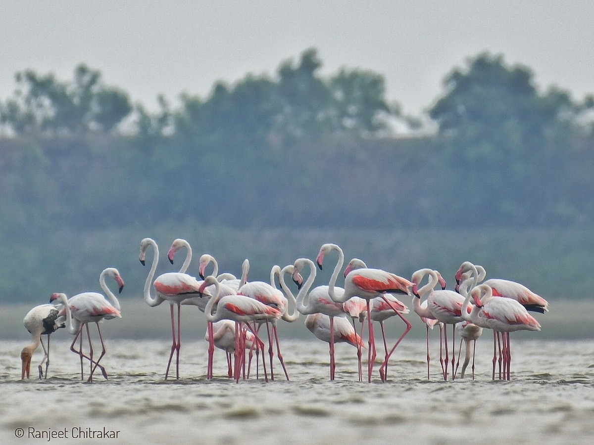 Greater Flamingo - Ranjeet Chitrakar