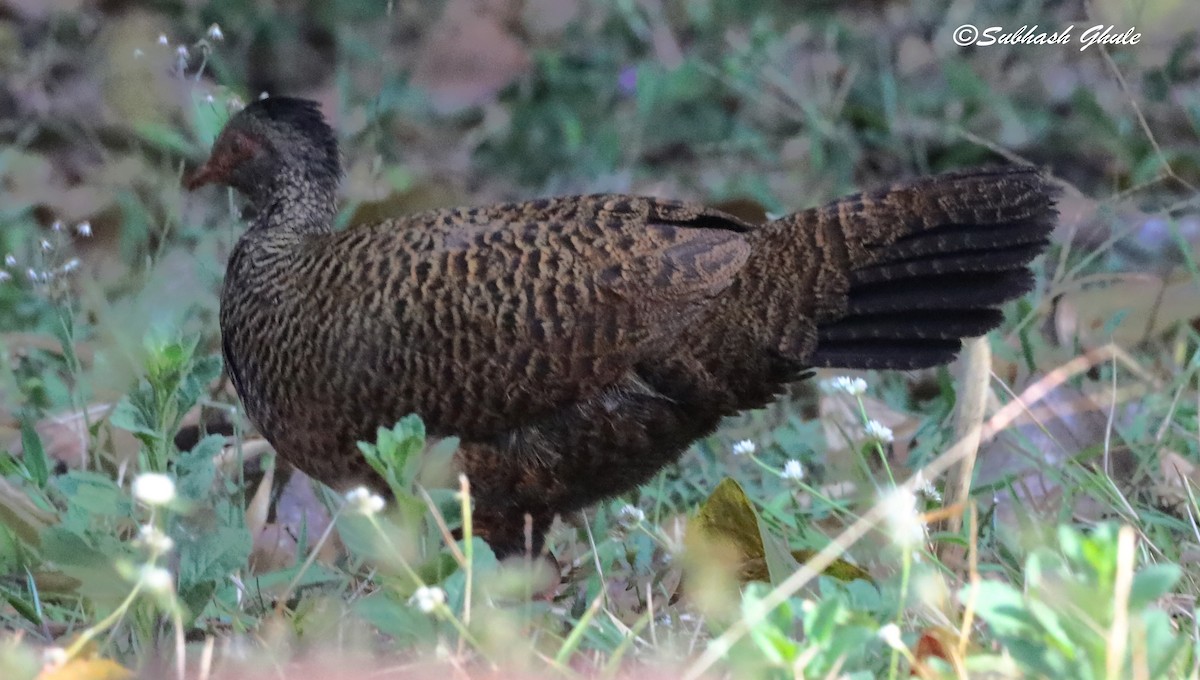 Red Spurfowl - SUBHASH GHULE