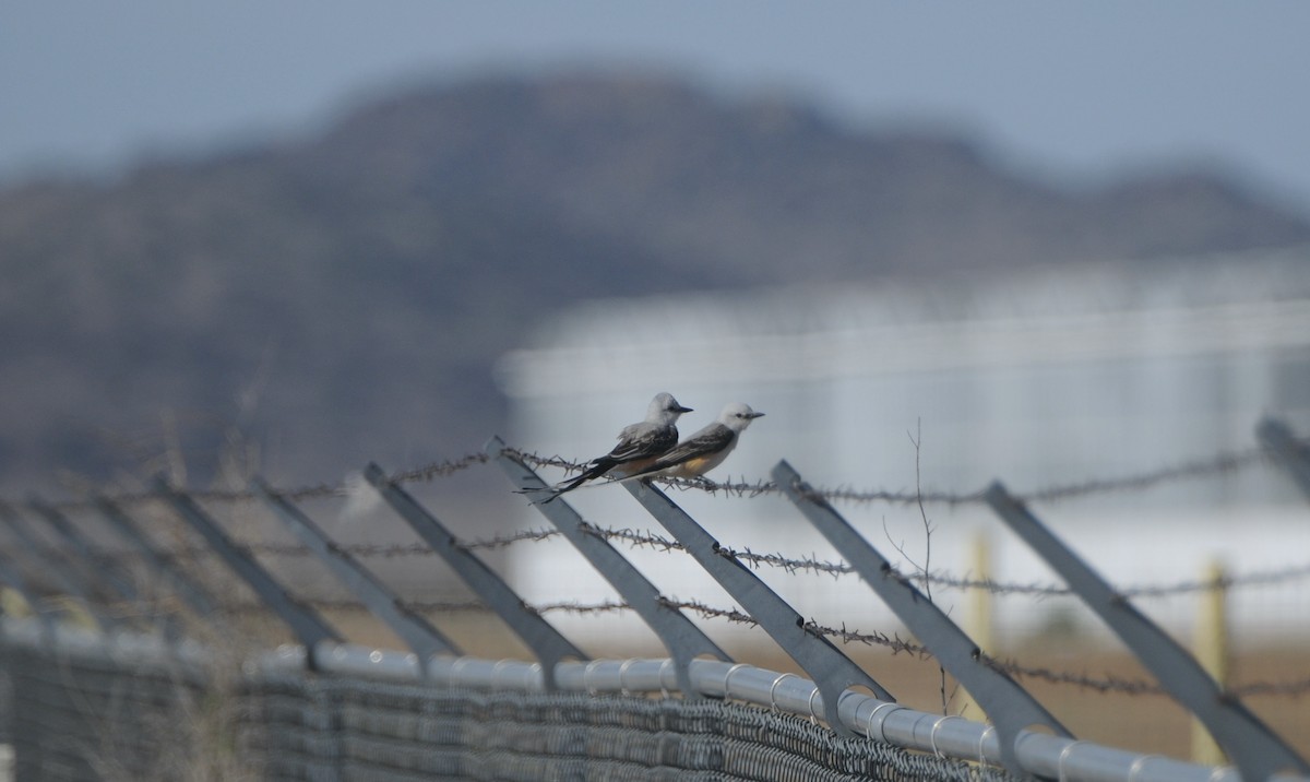 Scissor-tailed Flycatcher - Donna L Dittmann