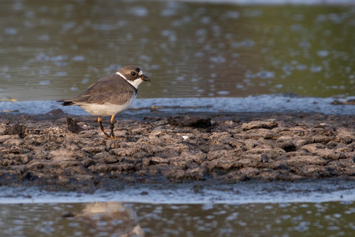 Semipalmated Plover - Andres Leon-Reyes