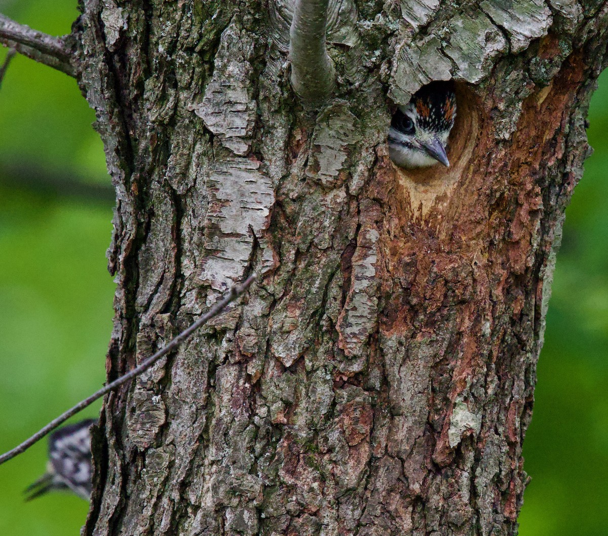 Hairy Woodpecker - Michael Yellin