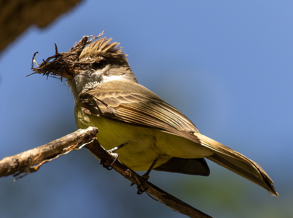 Dusky-capped Flycatcher - manuel grosselet