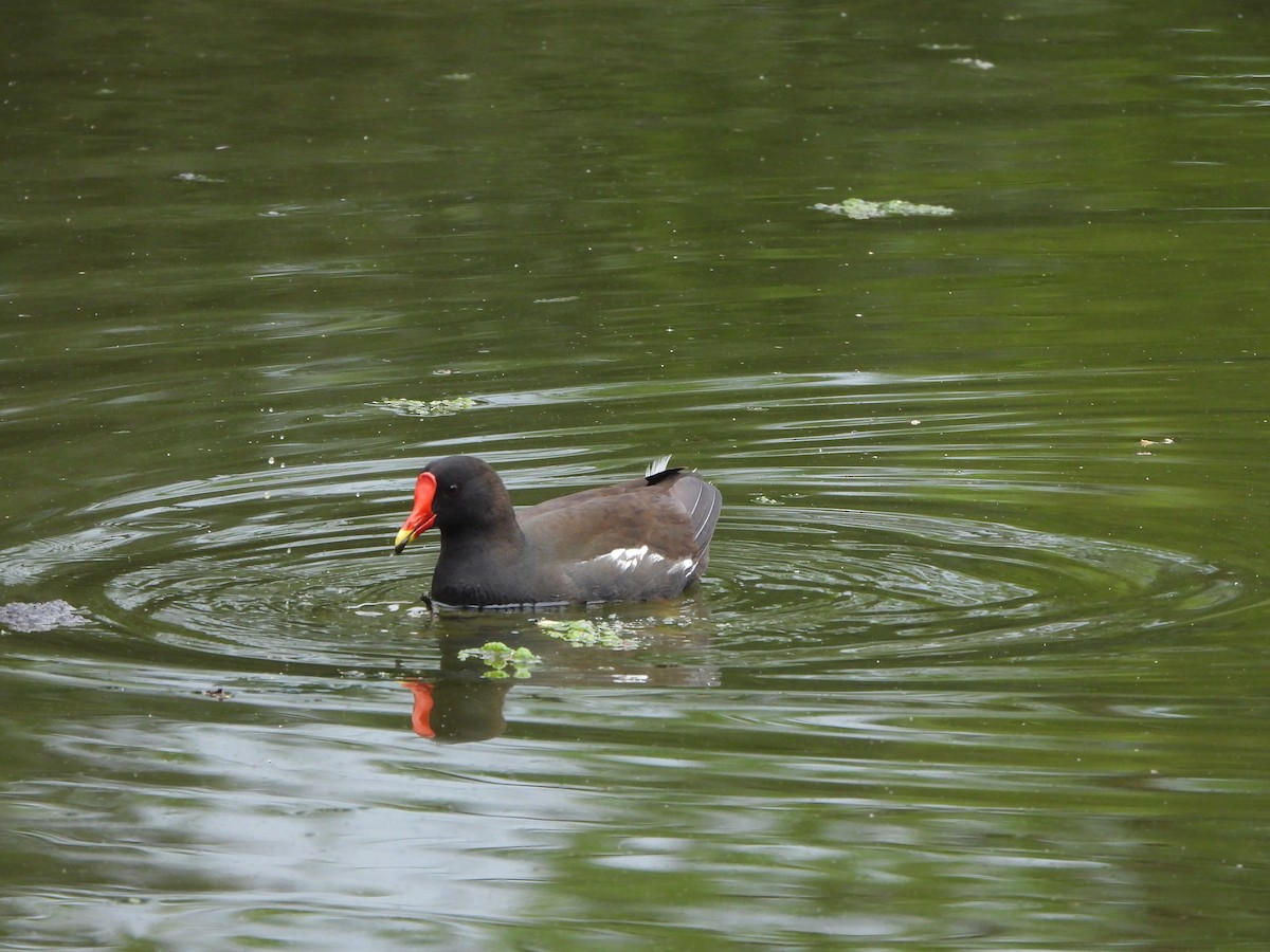 Eurasian Moorhen - Haydee Huwel