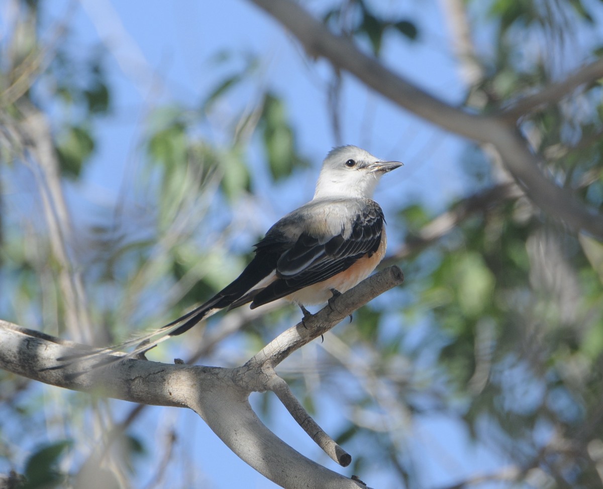 Scissor-tailed Flycatcher - Donna L Dittmann