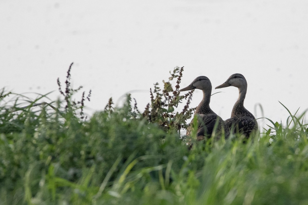 Mottled Duck - Andres Leon-Reyes