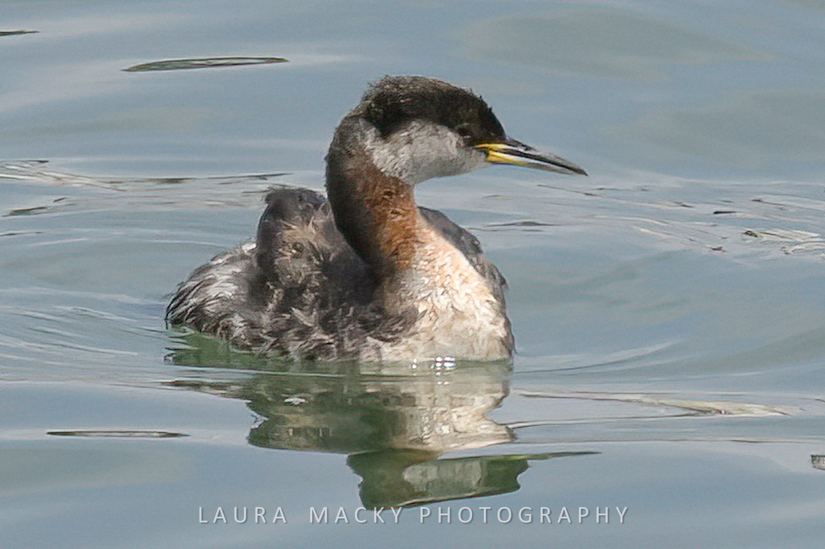 Red-necked Grebe - ML619178846