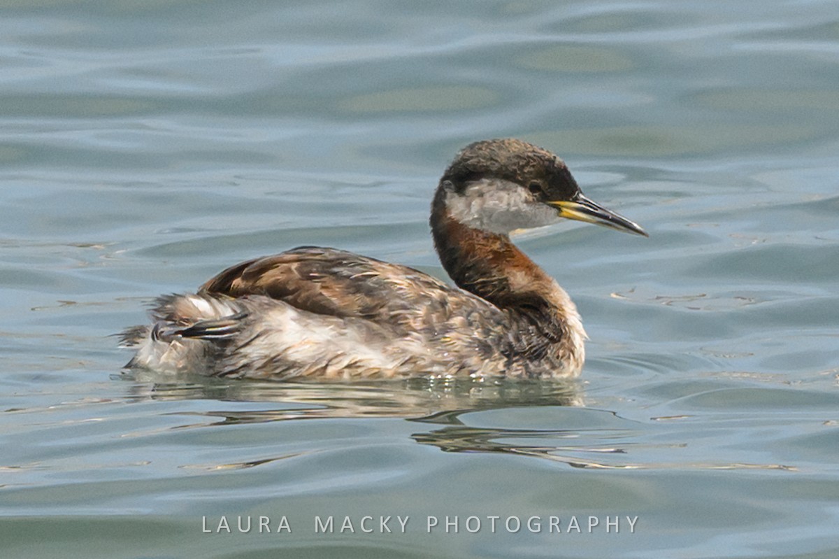 Red-necked Grebe - ML619178847