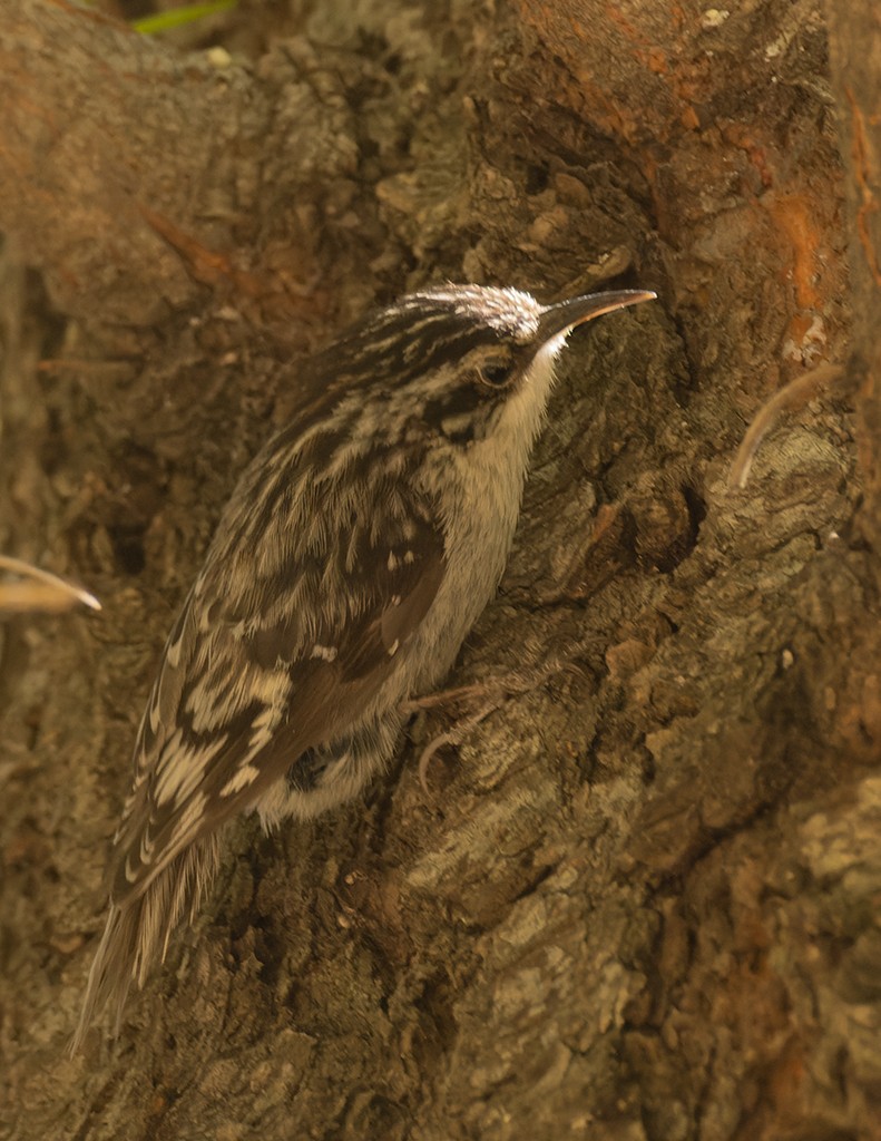 Brown Creeper - manuel grosselet