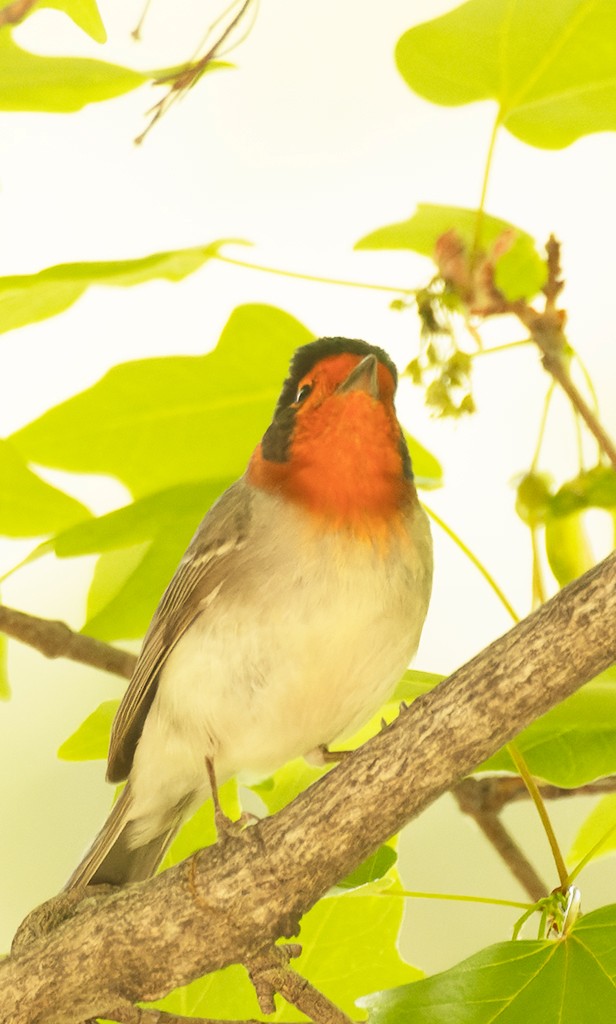 Red-faced Warbler - manuel grosselet