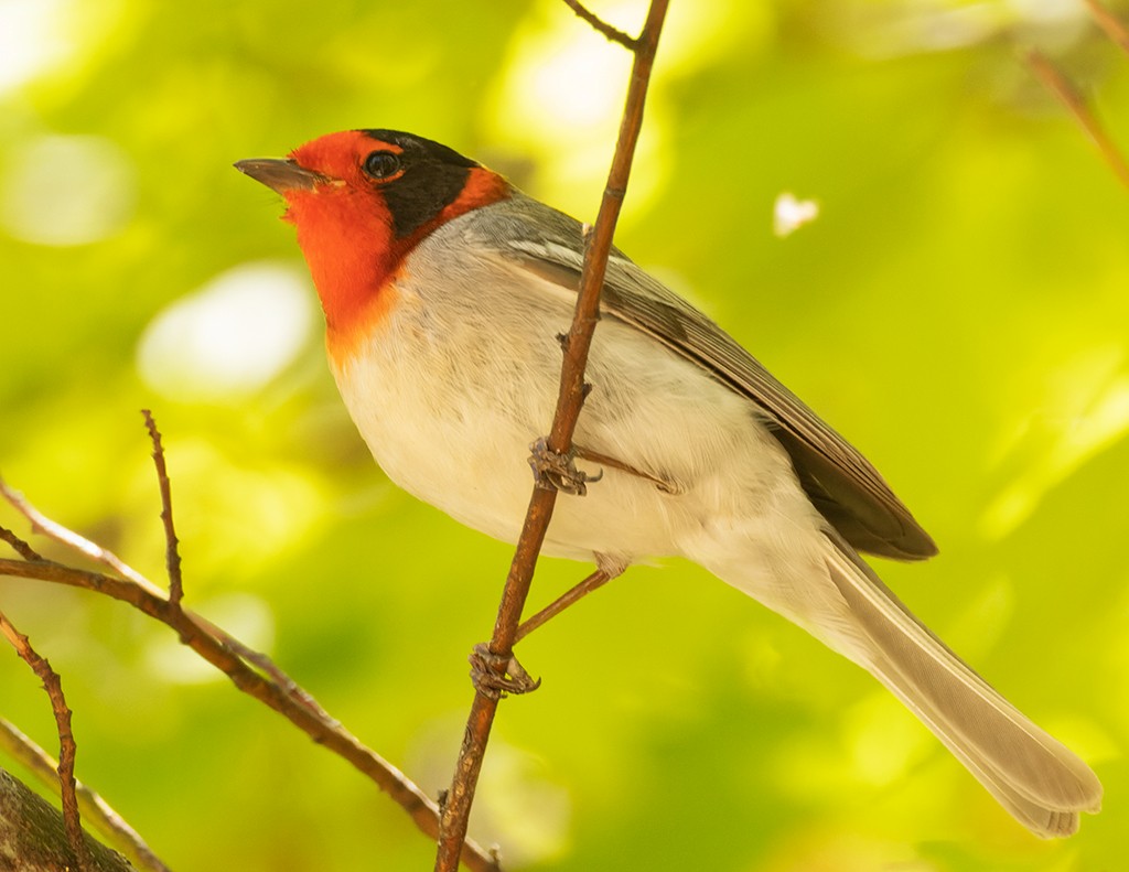 Red-faced Warbler - manuel grosselet