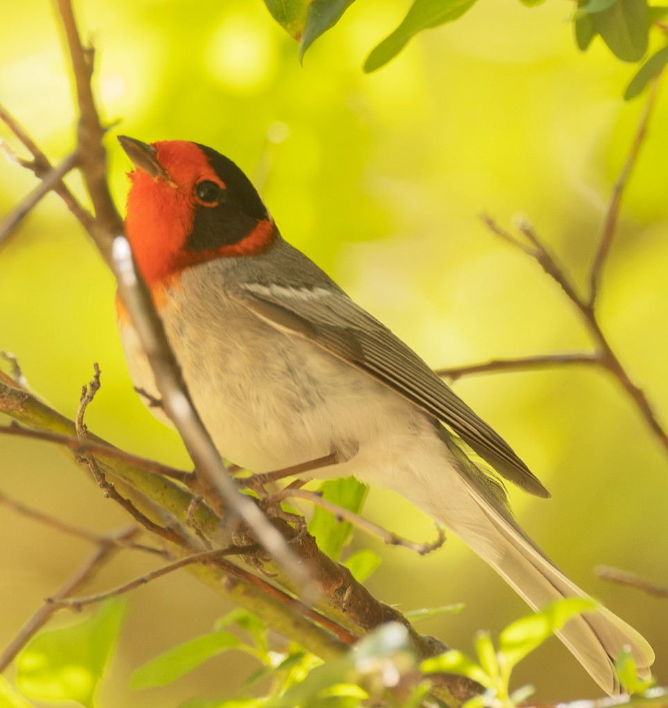 Red-faced Warbler - manuel grosselet