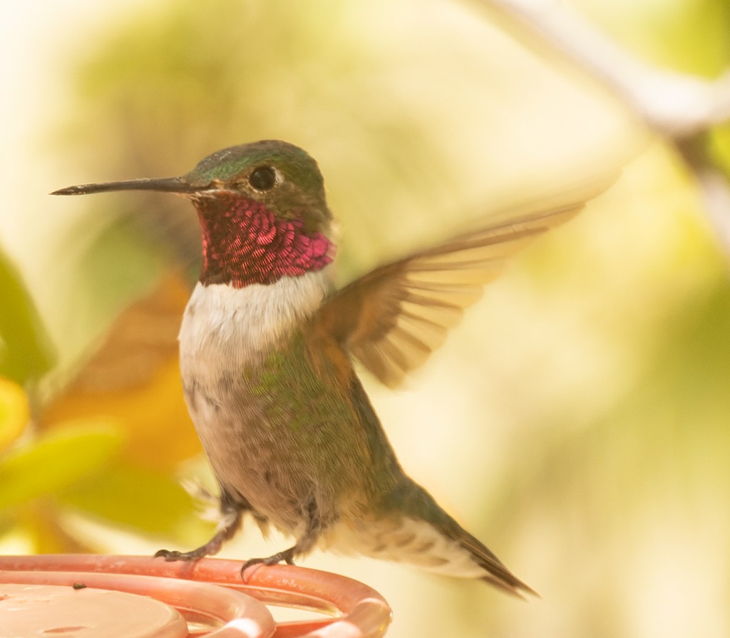 Broad-tailed Hummingbird - manuel grosselet