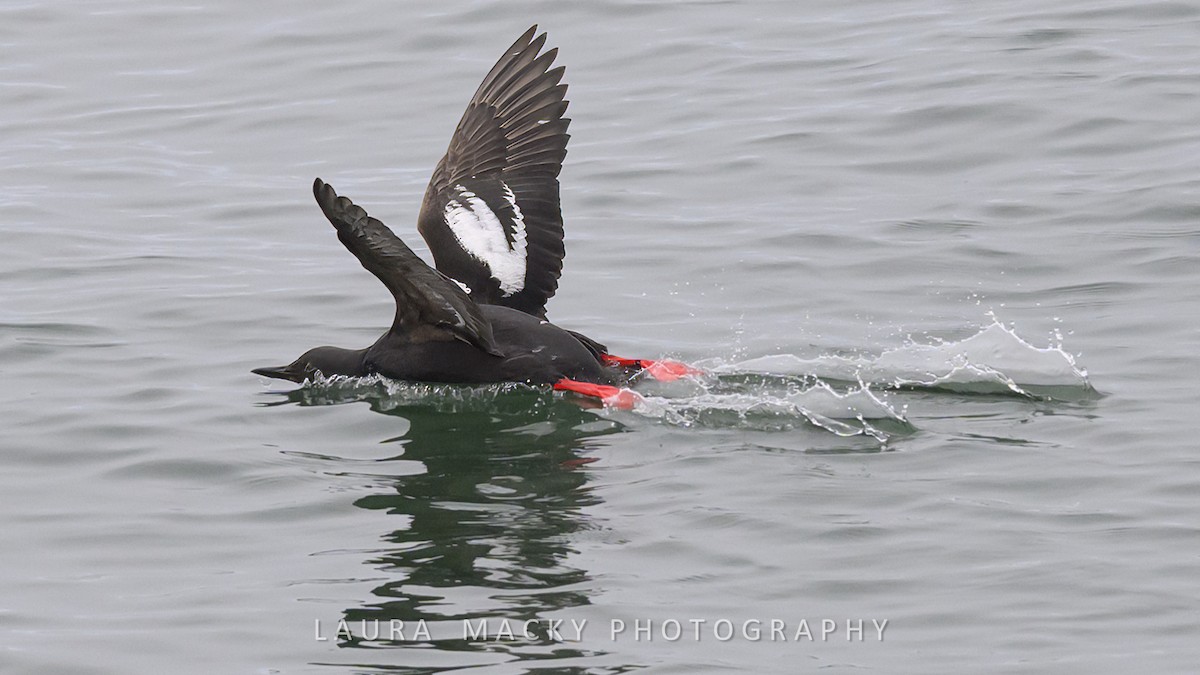 Pigeon Guillemot - Laura Macky