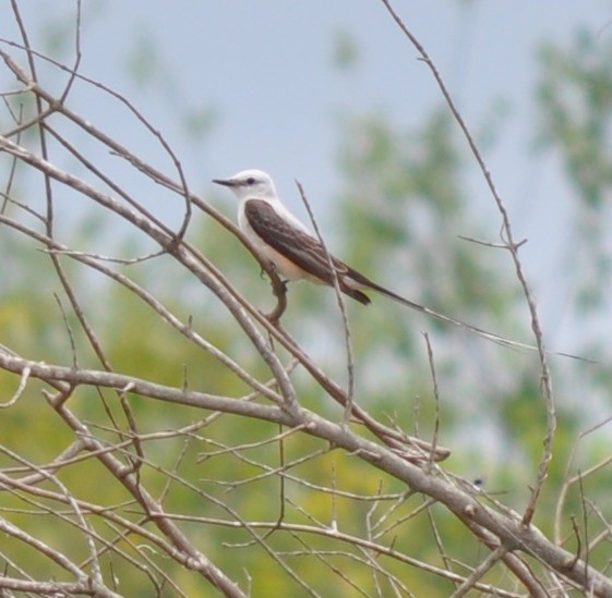 Scissor-tailed Flycatcher - M.K. McManus-Muldrow