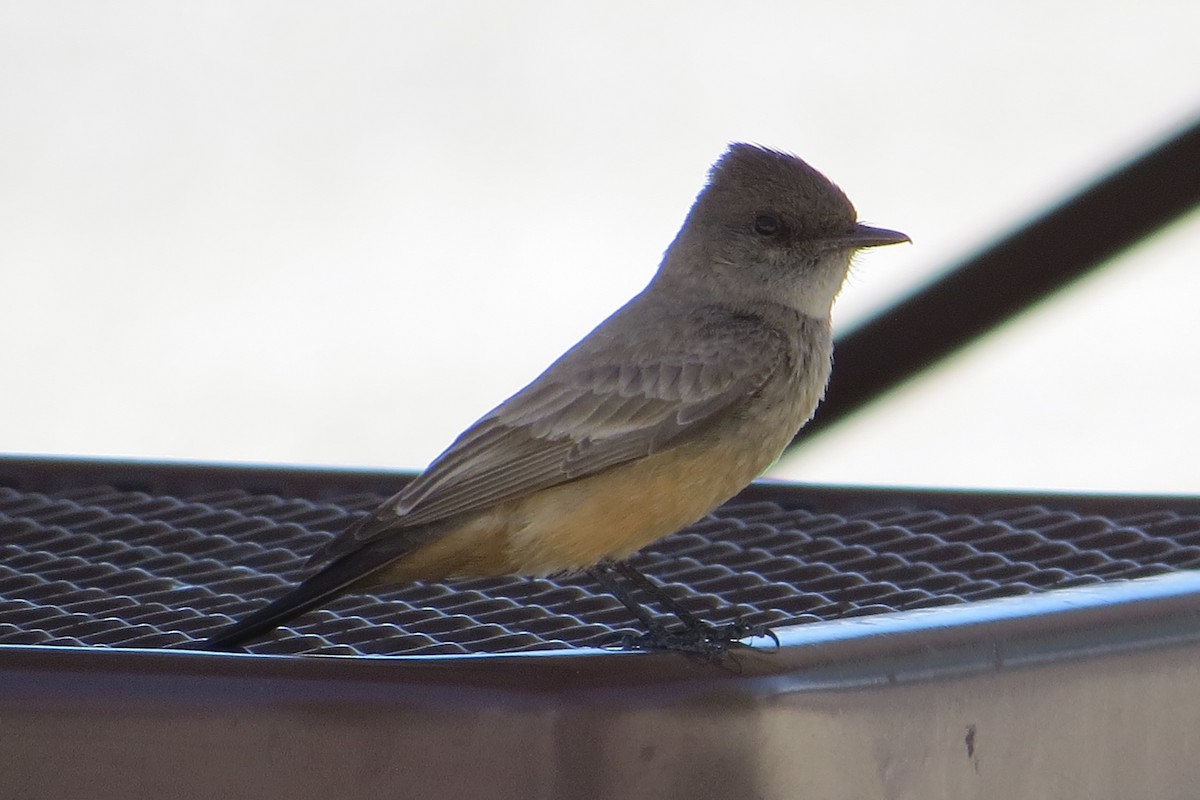 Say's Phoebe - Alan Collier