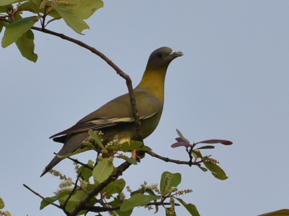 Yellow-footed Green-Pigeon - Amar Narayan