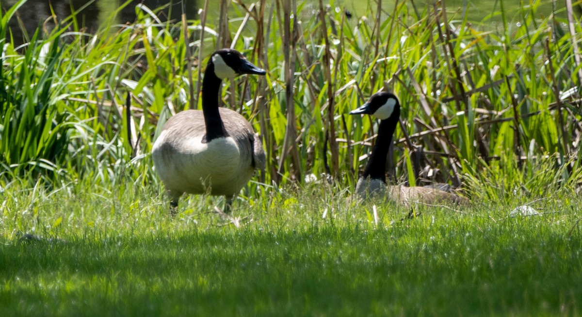 Canada Goose - Matt M.