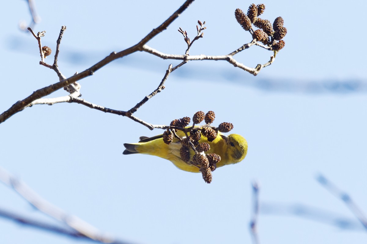 Tibetan Serin - David Wright