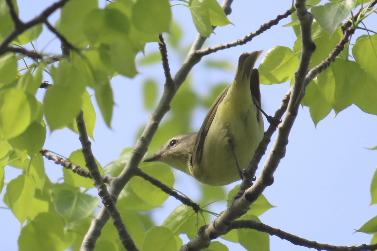 Philadelphia Vireo - Andrew Bendall