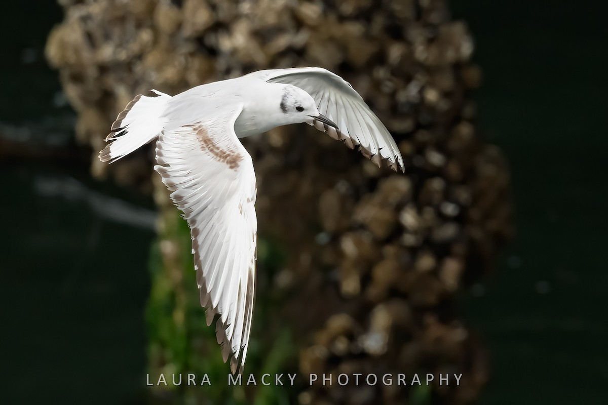 Bonaparte's Gull - Laura Macky