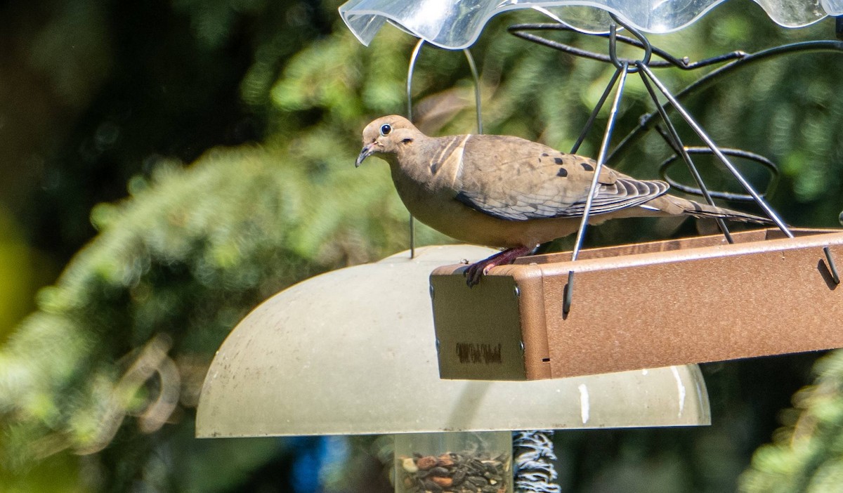 Mourning Dove - ML619178924