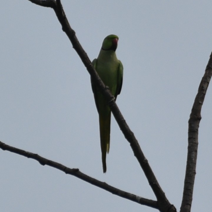 Rose-ringed Parakeet - Amar Narayan