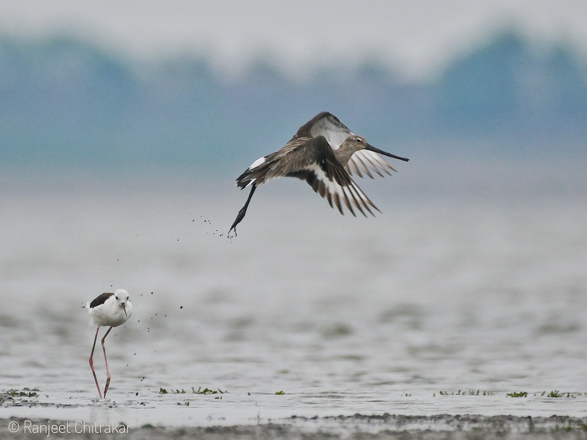 Black-tailed Godwit - Ranjeet Chitrakar