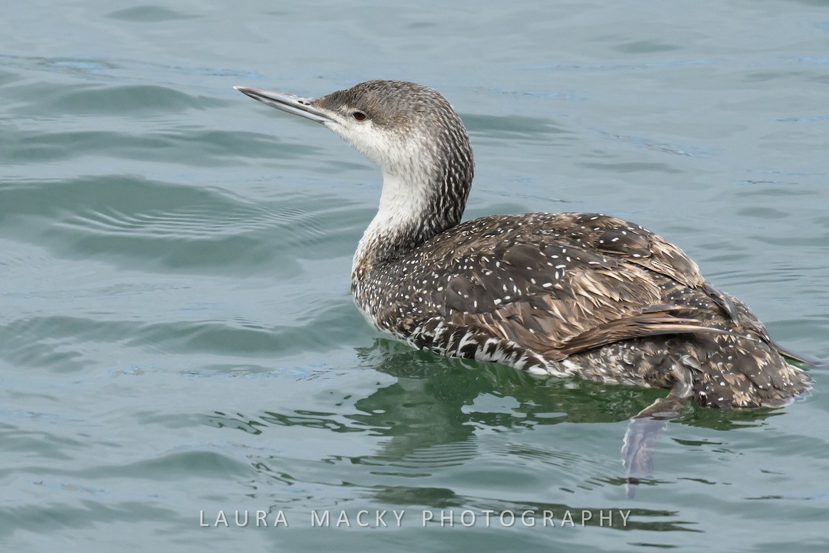 Red-throated Loon - Laura Macky
