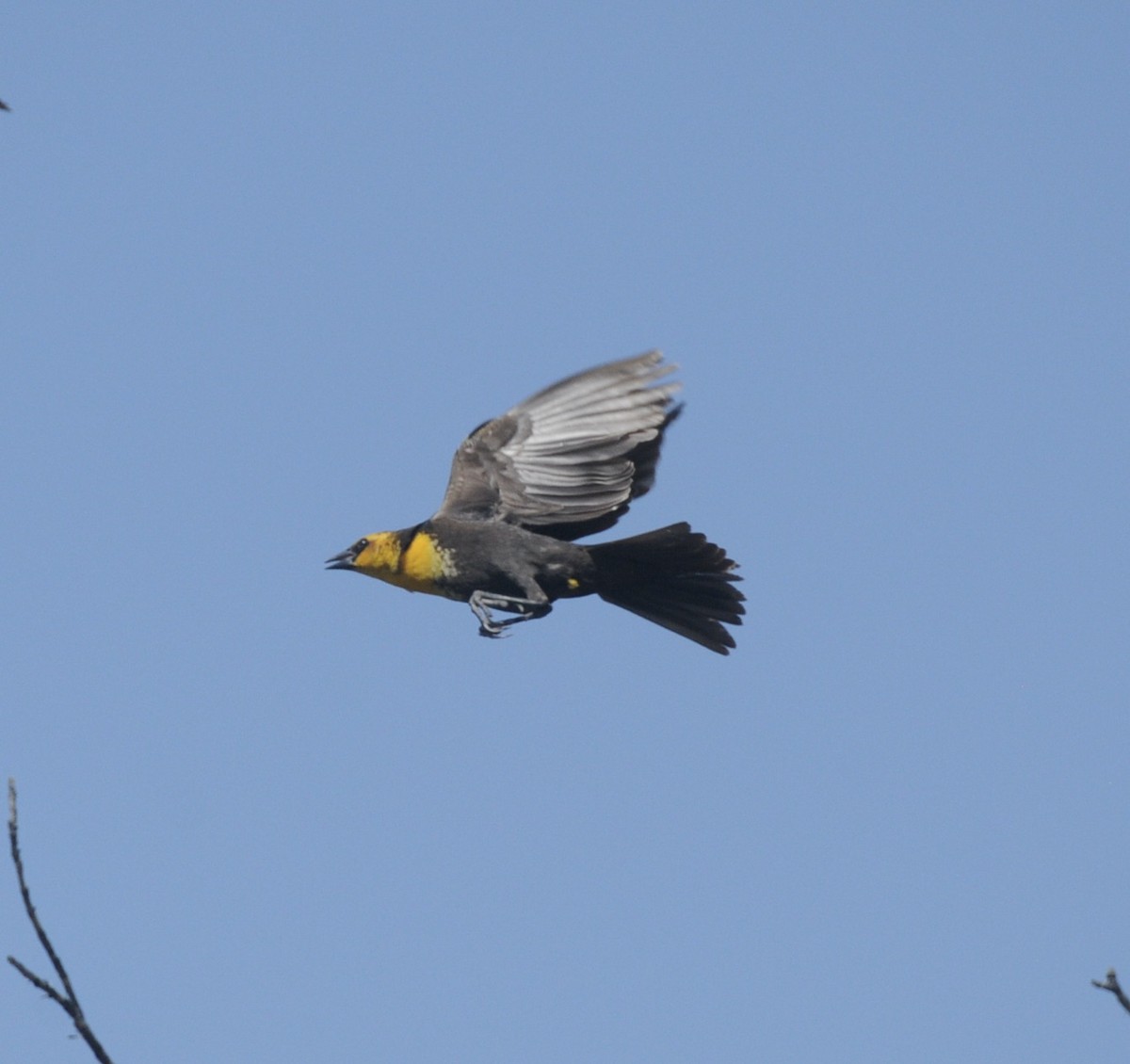 Yellow-headed Blackbird - Donna L Dittmann