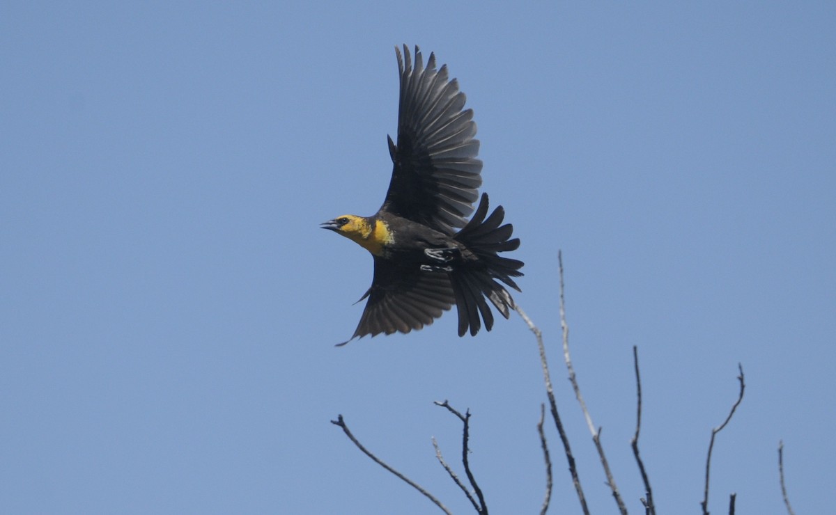 Yellow-headed Blackbird - Donna L Dittmann