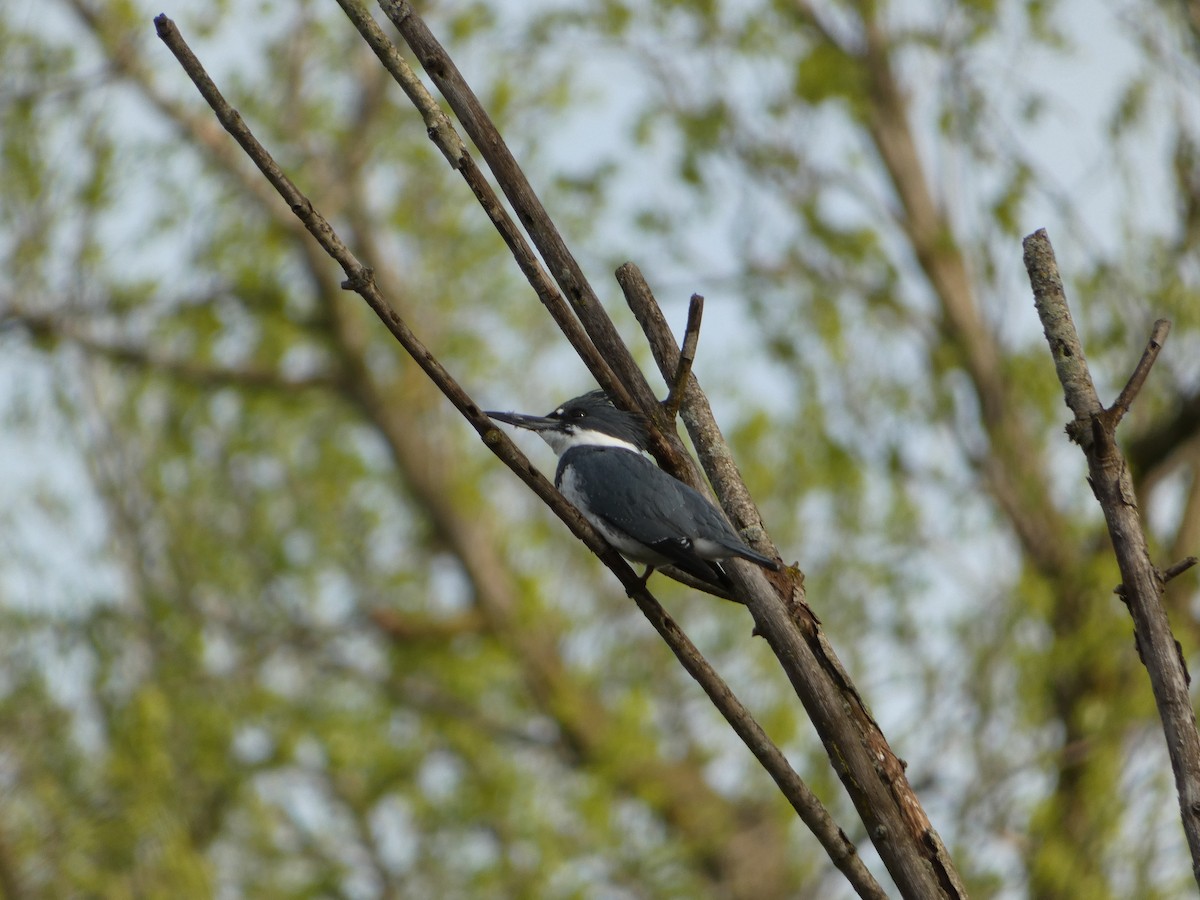 Belted Kingfisher - PJ M