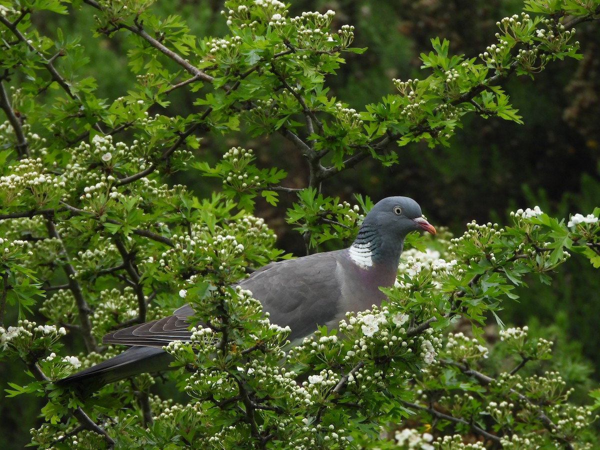 Common Wood-Pigeon - Haydee Huwel