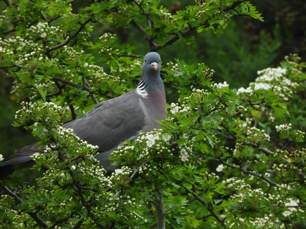 Common Wood-Pigeon - Haydee Huwel