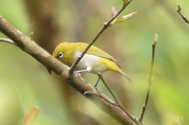 Indian White-eye - Amar Narayan