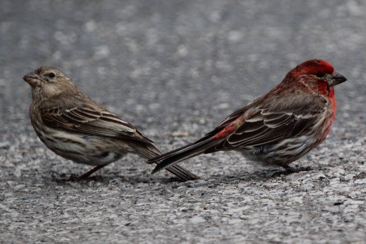 House Finch - Suzanne Picard