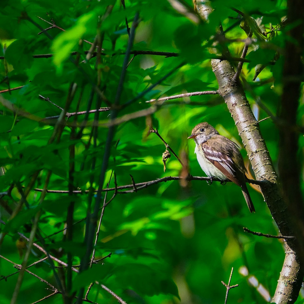 Alder Flycatcher - ML619178999