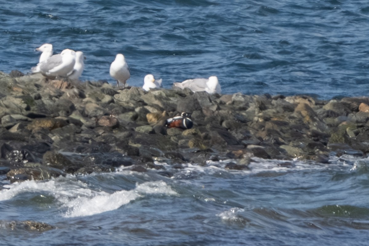 Harlequin Duck - ML619179000